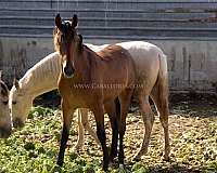 lusitano-champagne-horse