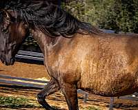 smokey-black-classical-horse