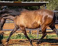 smokey-black-working-equitation-horse