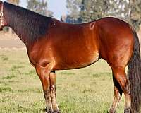 quarter-horse-for-sale