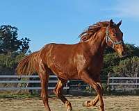 risen-star-thoroughbred-horse