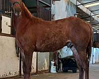 main-pan-thoroughbred-horse