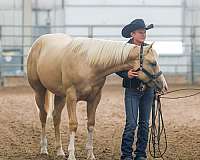 double-registered-quarter-horse