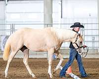 futurity-eligible-quarter-horse