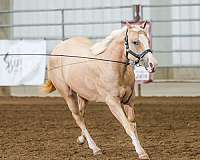 halter-quarter-horse