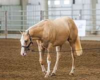 longe-line-quarter-horse