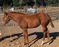 all-around-quarter-horse