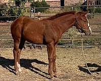 apha-breeders-trust-horse