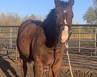 futurity-eligible-quarter-horse