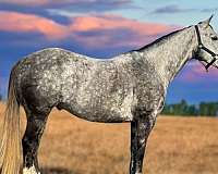 black-grey-roping-horse