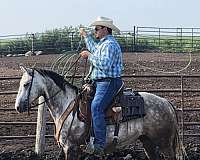 black-grey-team-roping-horse