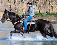 all-around-morgan-horse