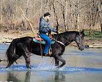 athletic-morgan-horse