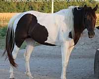 champion-spotted-tennessee-walking-horse