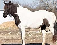 cutting-spotted-tennessee-walking-horse