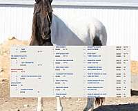 black-tobiano-spotted-tennessee-walking-mare-broodmare