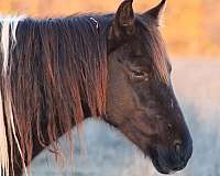 black-tobiano-spotted-tennessee-walking-mare-broodmare