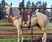 palomino-appaloosa-mare