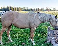 15-hand-appaloosa-mare