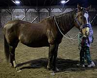 quarter-horse-mare