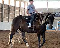 beginner-rocky-mountain-horse