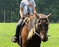 dappled-rocky-mountain-horse