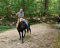 experienced-rocky-mountain-horse