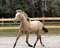 cremello-thoroughbred-mare