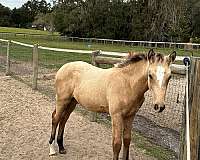 cremello-warmblood-filly