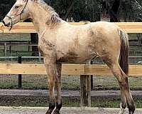 cremello-thoroughbred-filly