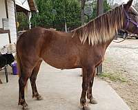 breeding-rocky-mountain-horse