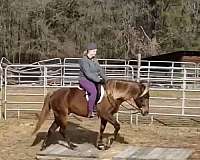 dappled-rocky-mountain-horse