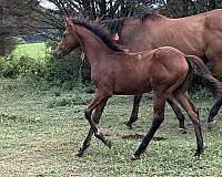 irish-draught-filly