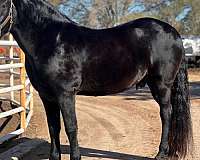 kid-safe-andalusian-friesian-horse