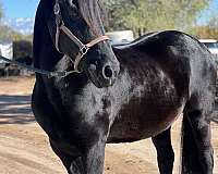 ranch-andalusian-friesian-horse