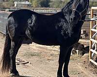 rodeo-andalusian-friesian-horse