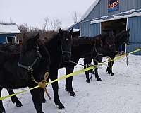 percheron-horse