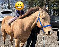 quarter-horse-for-sale