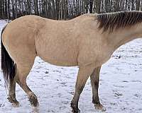 quarter-horse-gelding