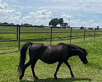 branded-miniature-horse