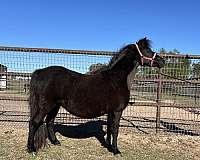 easy-breeder-miniature-horse