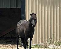 meadows-miniature-horse