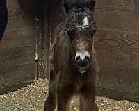 amhr-miniature-horse