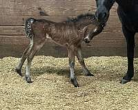 around-miniature-horse