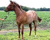 red-roan-roan-all-around-started-under-saddle-horse