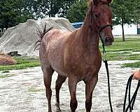 all-around-started-under-saddle