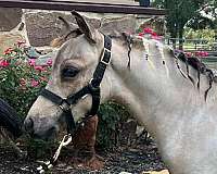 dun-pinto-horse