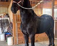 friesian-stallion