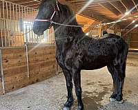 friesian-horse-for-sale