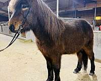 beginner-icelandic-horse